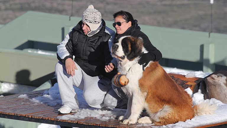 St. Bernard Dogs